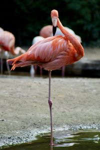 Close-up of bird standing in water