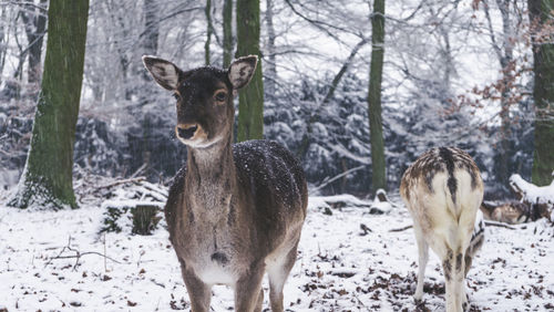 Deer standing on snow covered field