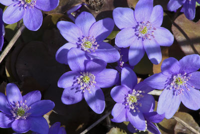 Close-up of purple flower