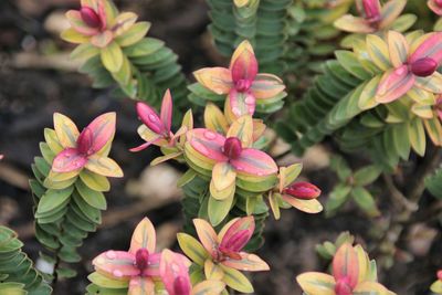 Close-up of pink flowering plants