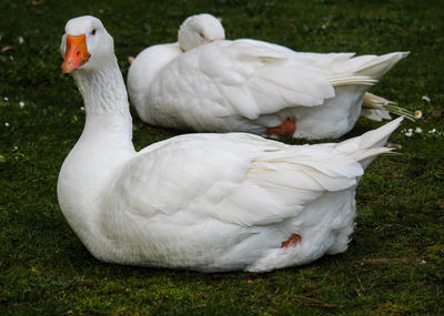 White geese resting on a field