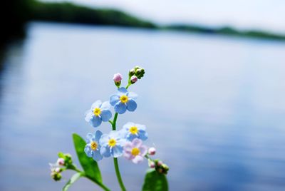 Close-up of flowering plant