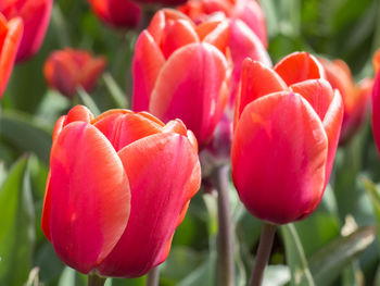 Close-up of red tulips blooming outdoors