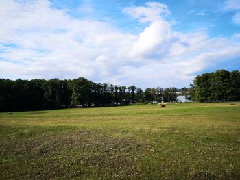 Trees on field against sky