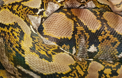 Detail of a real skin of a snake with scales pattern. close up real leather texture