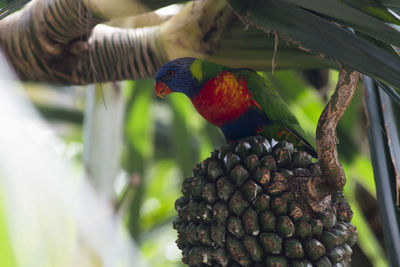 Close-up of parrot