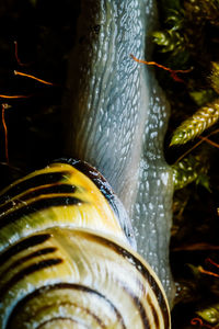 Extreme closeup of a snails shell and body texture