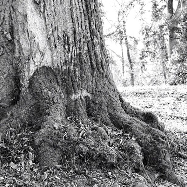 tree, tree trunk, nature, day, no people, forest, outdoors, beauty in nature, close-up