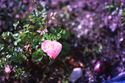 Close-up of pink rose flower