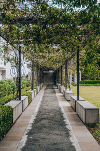 Footpath amidst trees in park