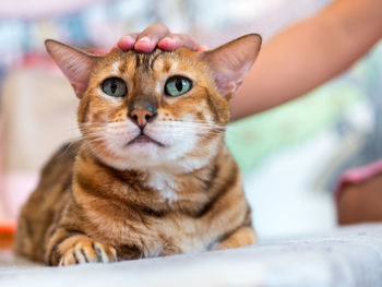 Close-up of hand holding cat