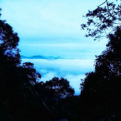 Low angle view of silhouette trees against sky