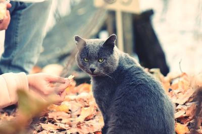 Midsection of person with cat