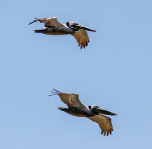 Low angle view of bird flying in sky