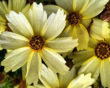 Close-up of yellow flower