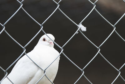 Close-up of bird in cage seen through chainlink fence