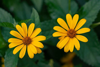 Close-up of yellow flowering plant