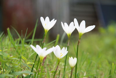 Close-up of white flowering plant on field