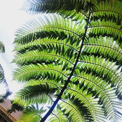 Low angle view of palm trees