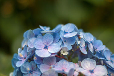 Close-up of purple hydrangea flowers