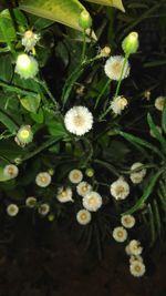 Close-up of fresh flowers