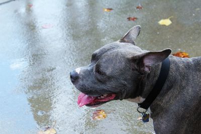 High angle view of dog on wet street 