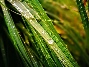 Close-up of wet plant