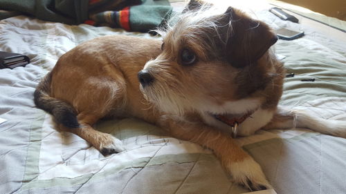 Close-up portrait of dog lying on bed