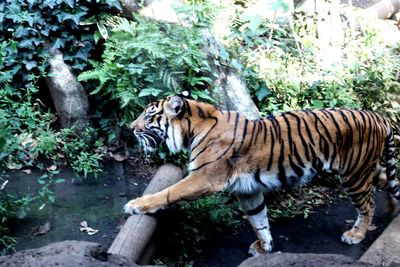 Tiger against plants