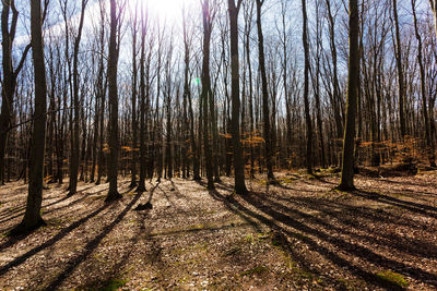 Bare trees in forest