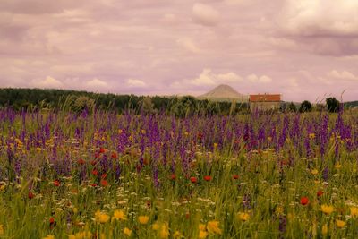 Purple flowers growing on field against sky