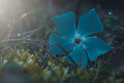 Close-up of blue flower on field