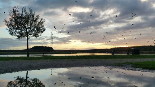 Flock of birds flying over cloudy sky