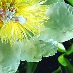 Close-up of yellow flowers blooming outdoors