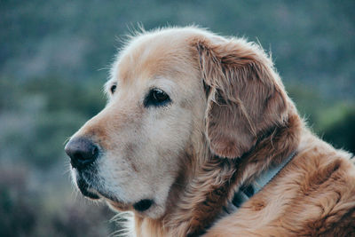 Close-up of dog outdoors