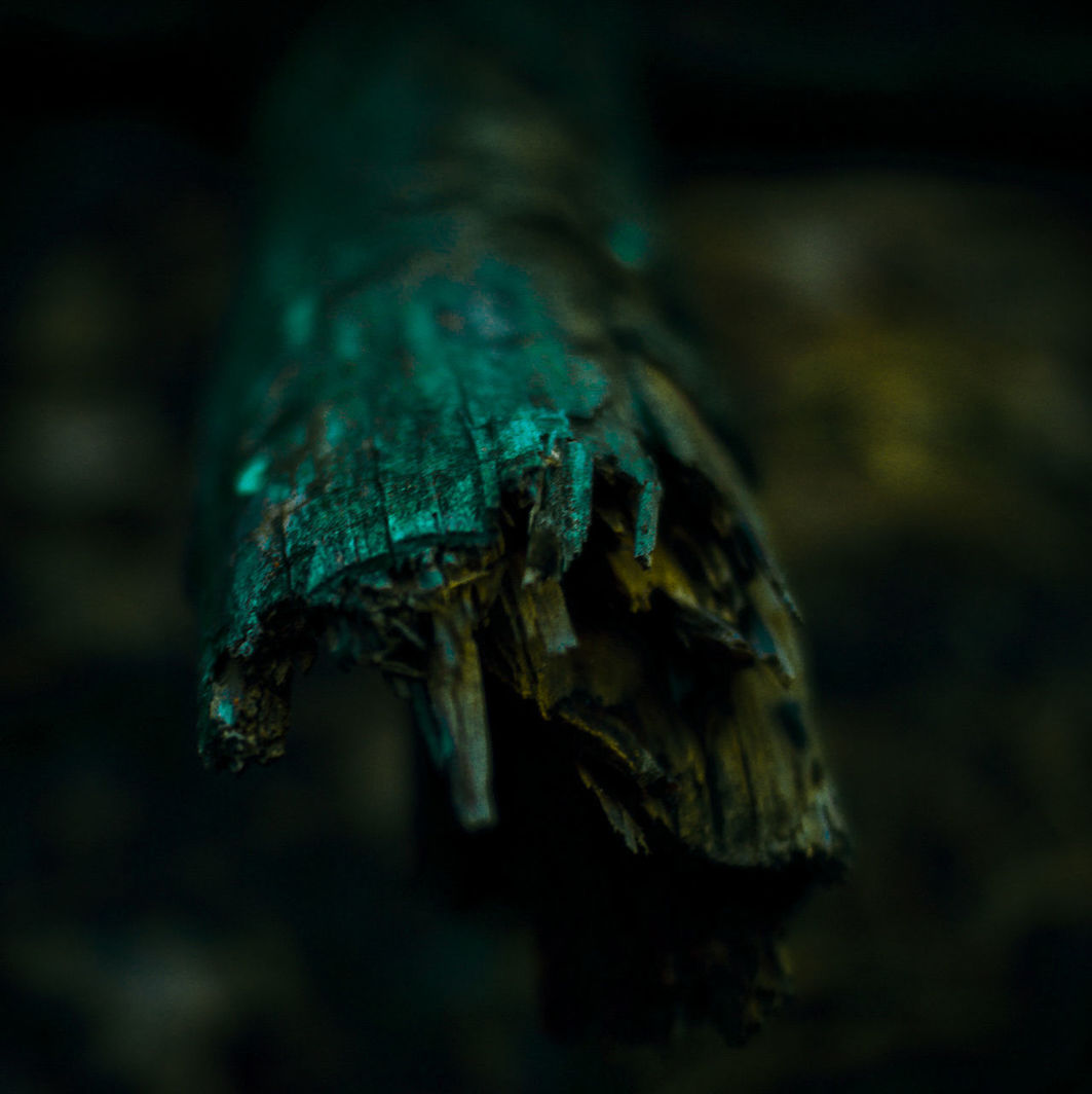 close-up, selective focus, no people, textured, focus on foreground, day, nature, outdoors, plant, tree, rough, pattern, wood - material, moss, rock, log, rock - object, solid, timber, damaged