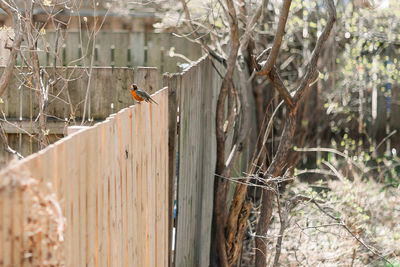 Bird perching on a fence