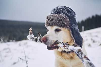 Portrait of dog on snow land