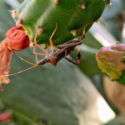 Close-up of insect on plant