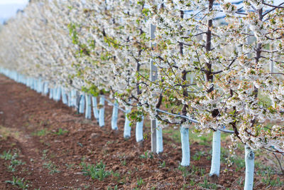 Close-up of tree in row