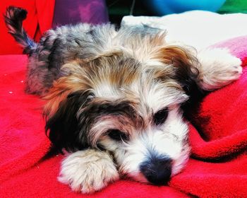 Close-up of dog sleeping