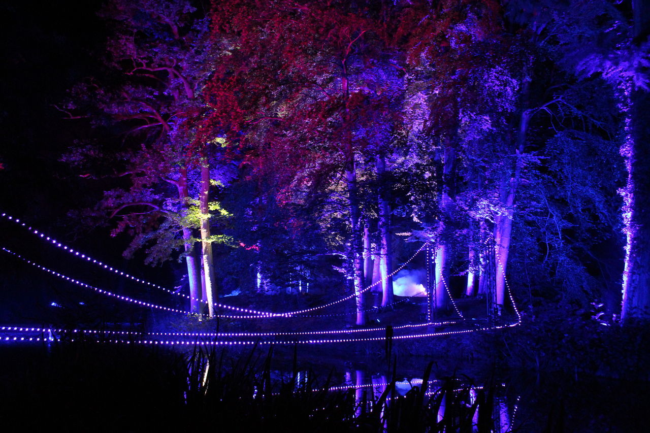 VIEW OF ILLUMINATED TREES