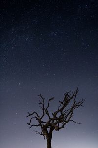 Low angle view of tree against sky at night