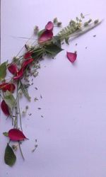 Close-up of pink flowers against white background