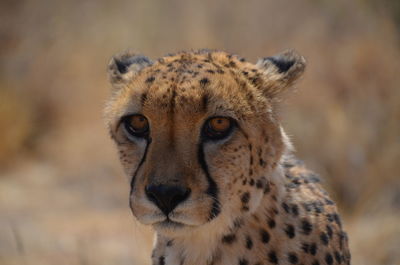 Close-up portrait of lion