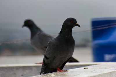 Close-up of bird perching on railing