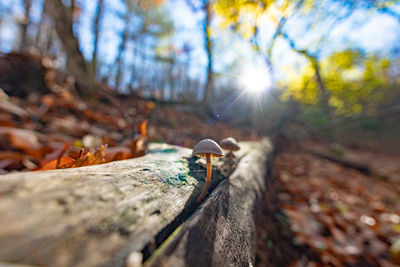 Close-up of tree trunk in forest