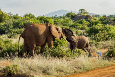 Elephant in a field