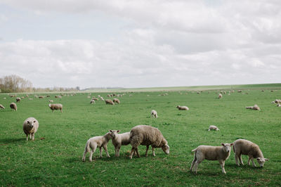 Scenic view of sheep on field against sky