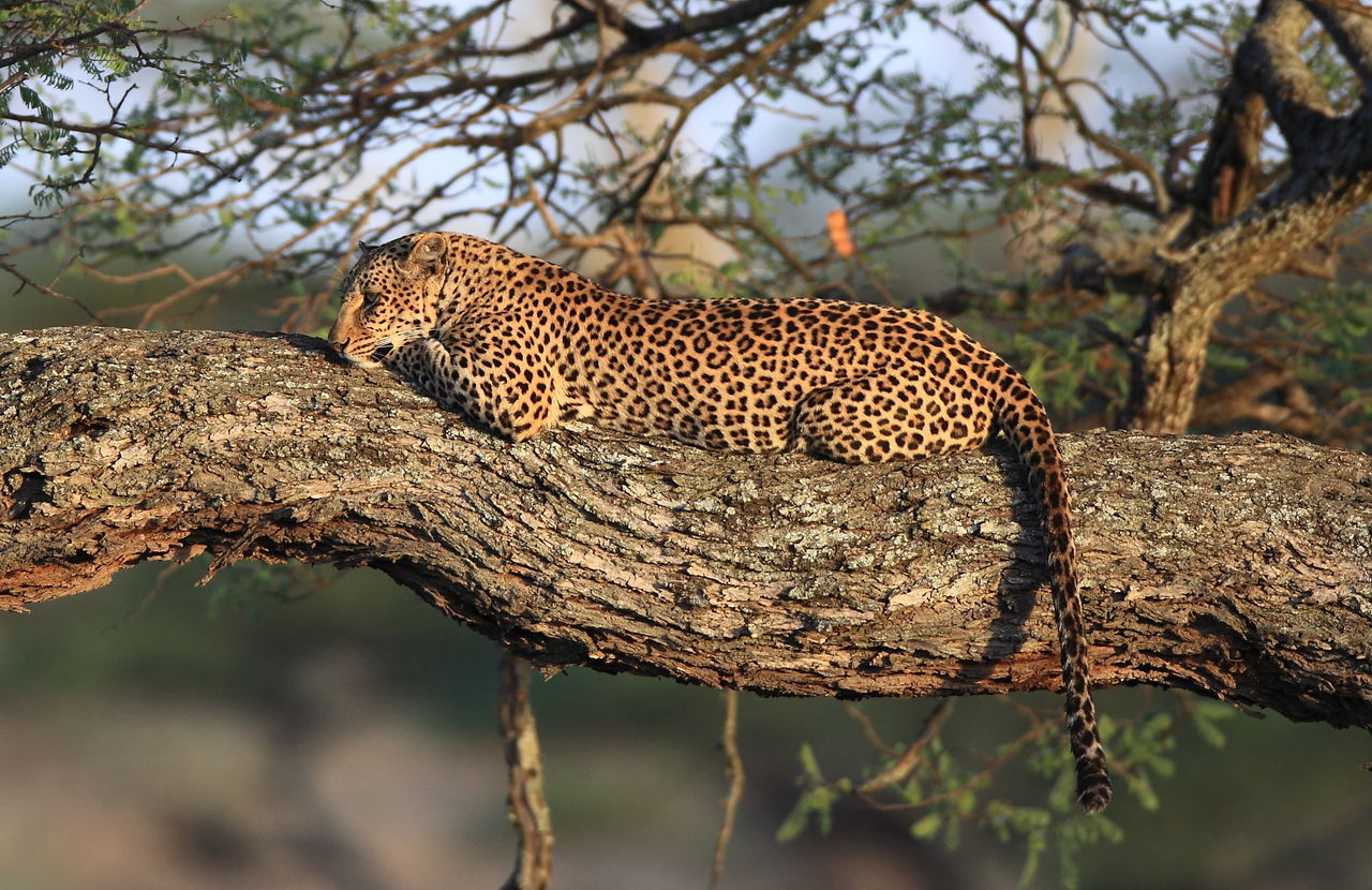 Leopard on a tree